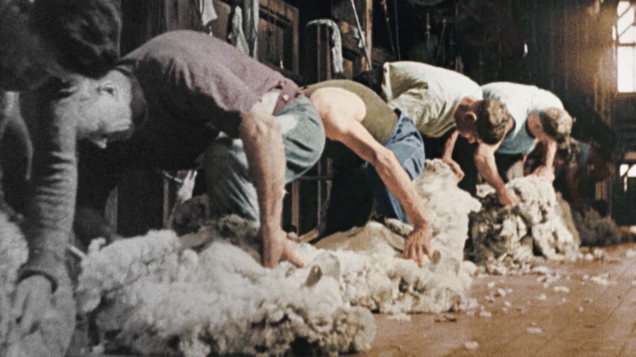 Australia in Colour, shearers