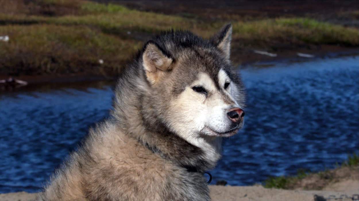 An Inuit sled dog from Arctic Secrets