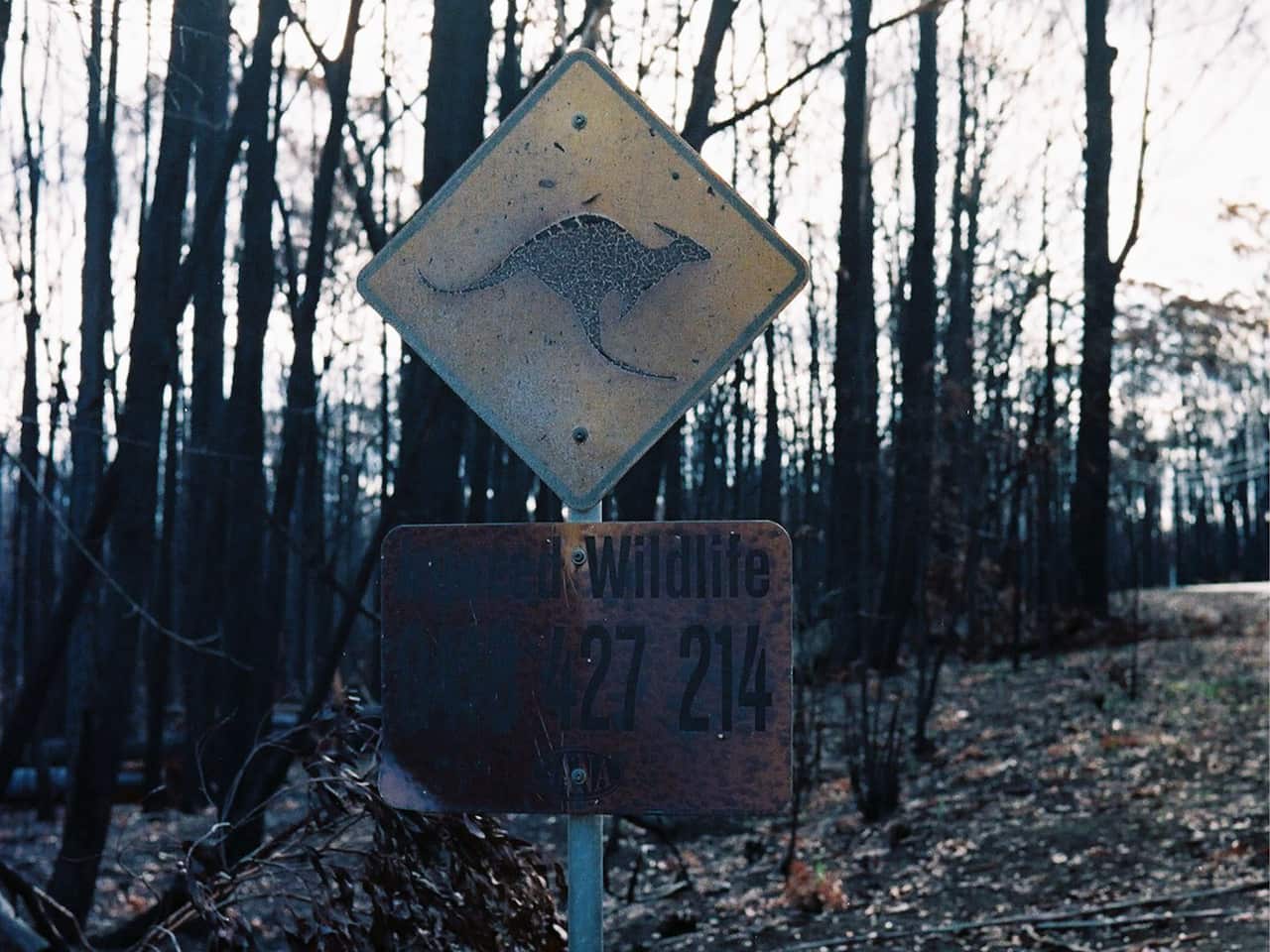 Australia Burns: Silence of the Land
