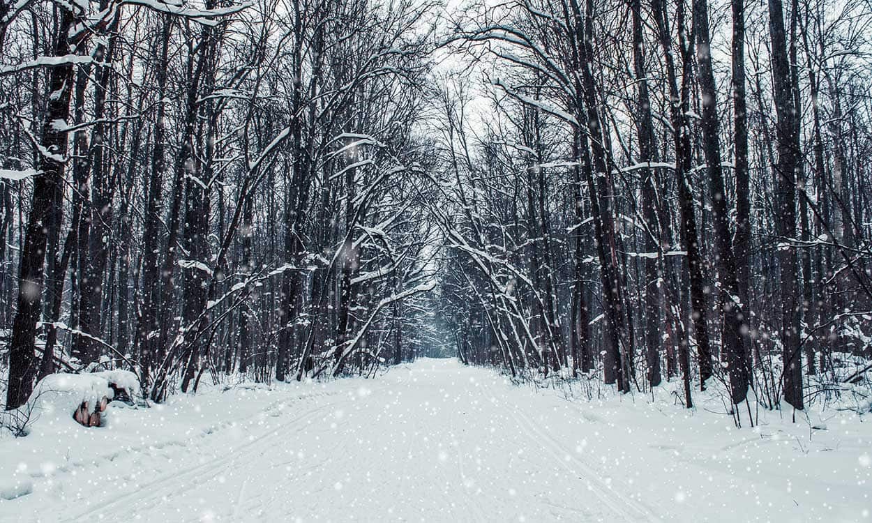 A World of Calm: Snowfall