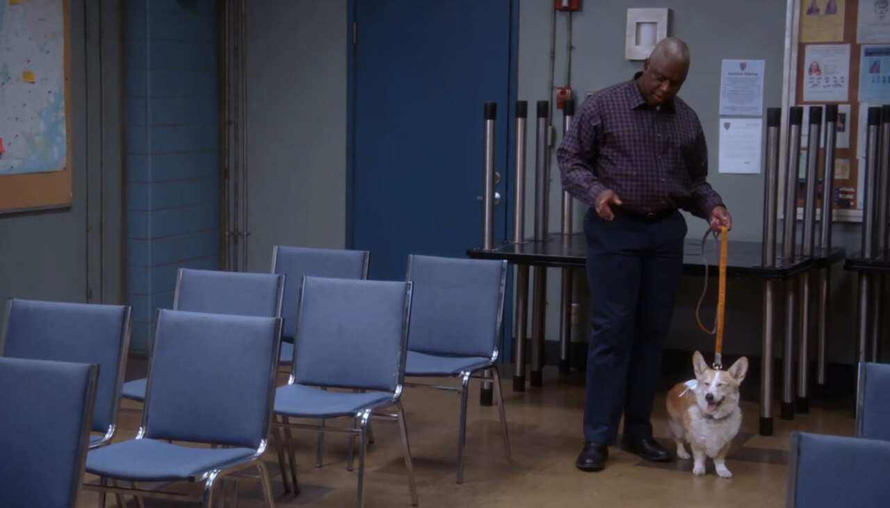 Brooklyn Nine Nine - Cheddar