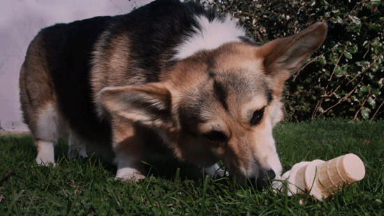 Brooklyn Nine-Nine dog