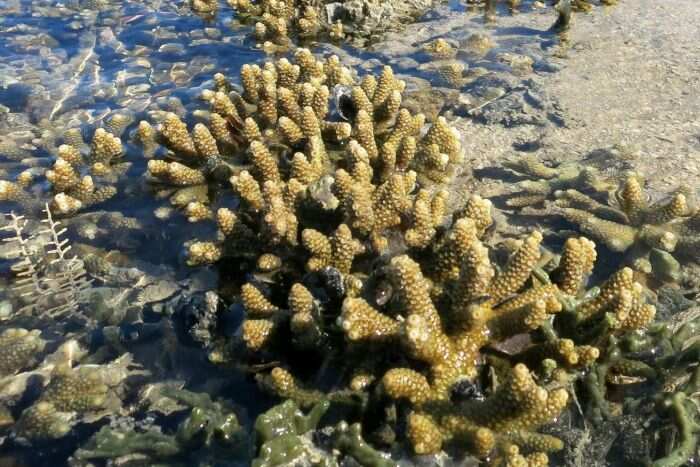 coral reef kimberley coast