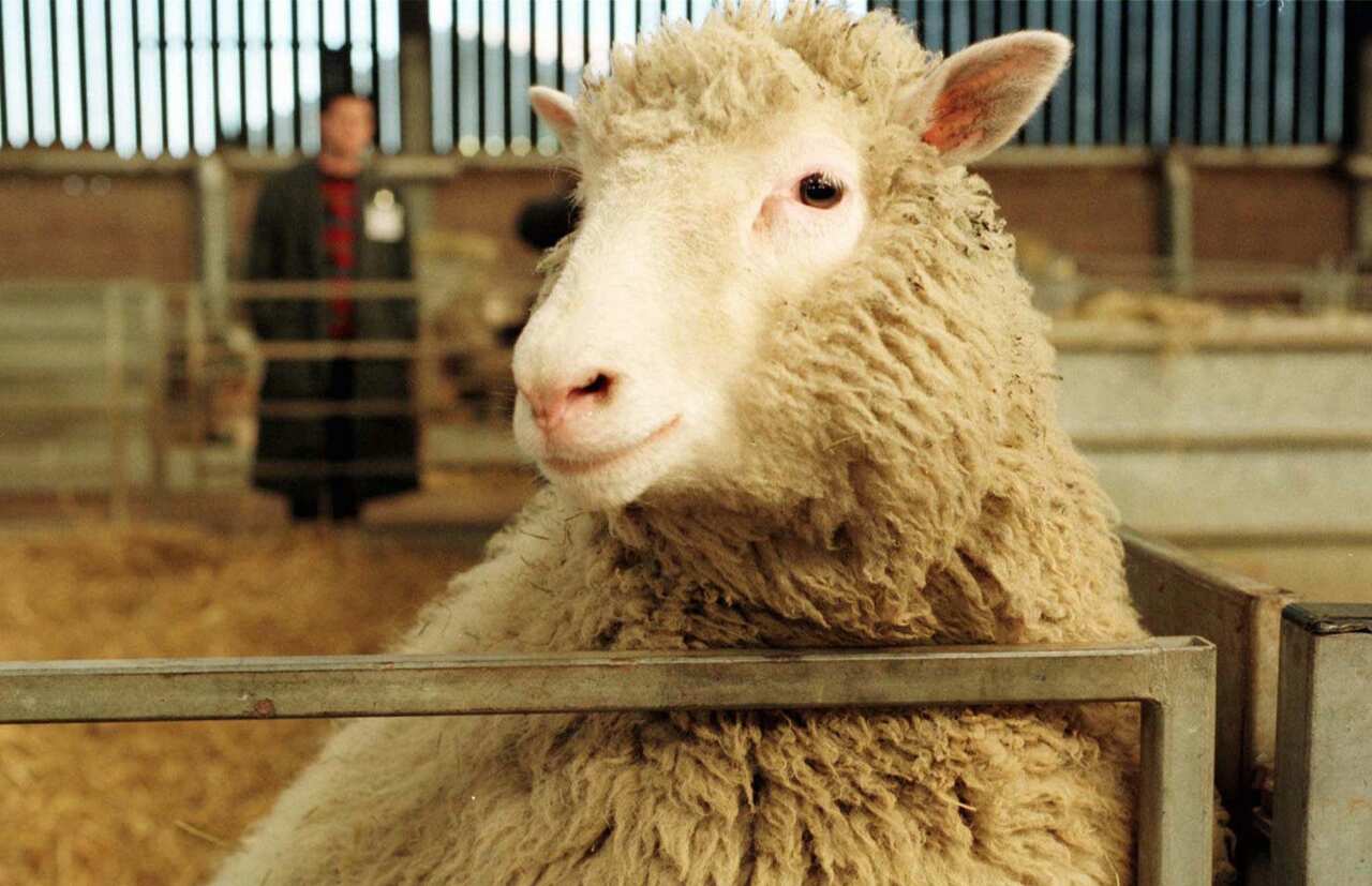 dolly clone sheep