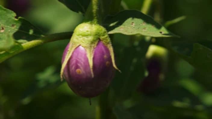 Eggplant