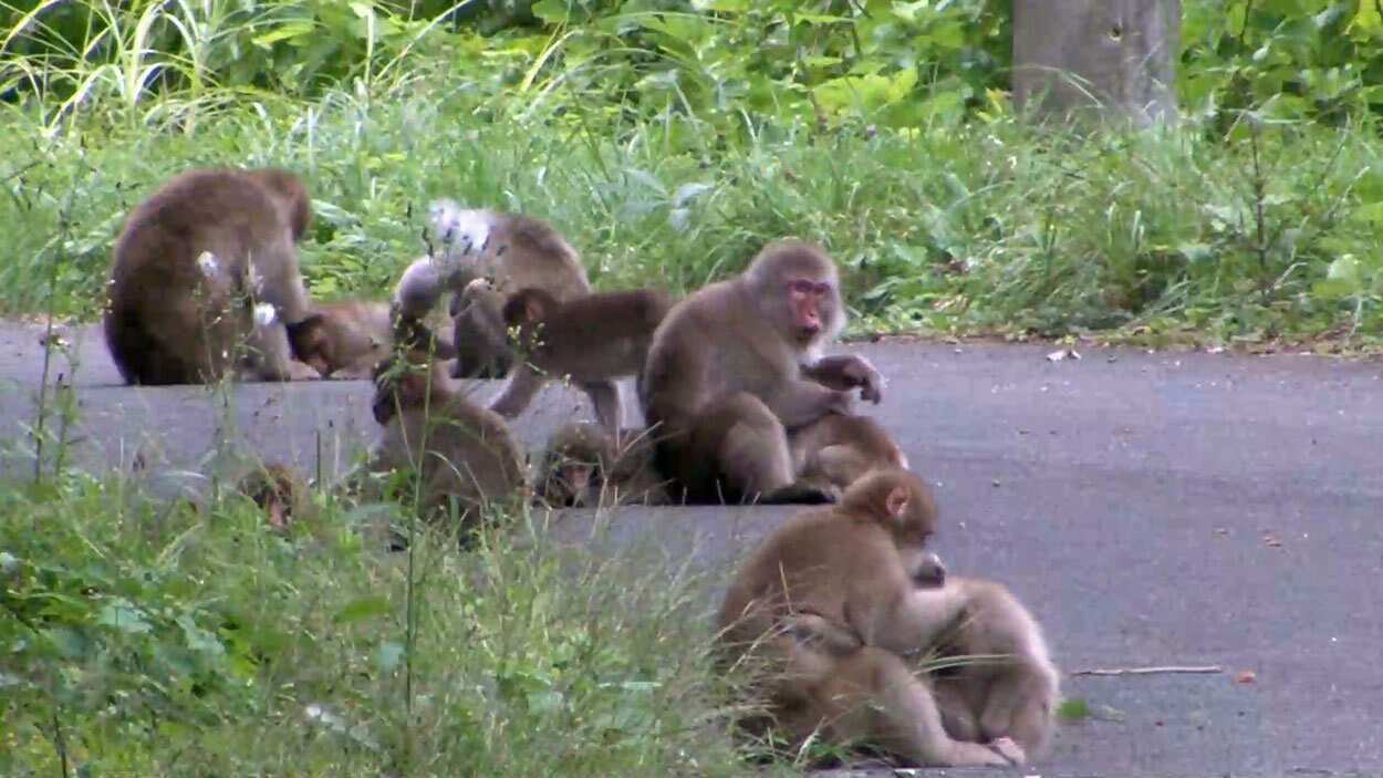 Fukushima: Nature in the Danger Zone