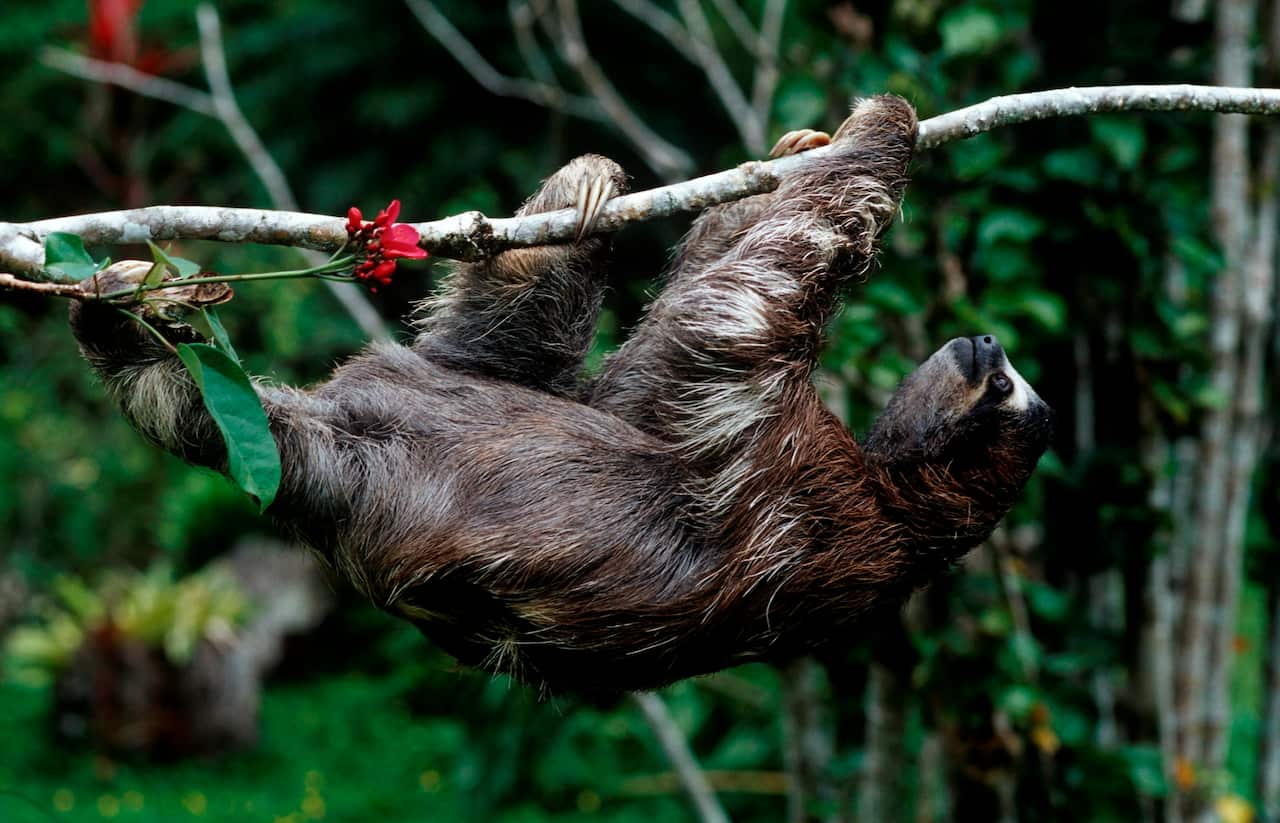 Sloth