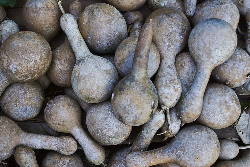 Gourds