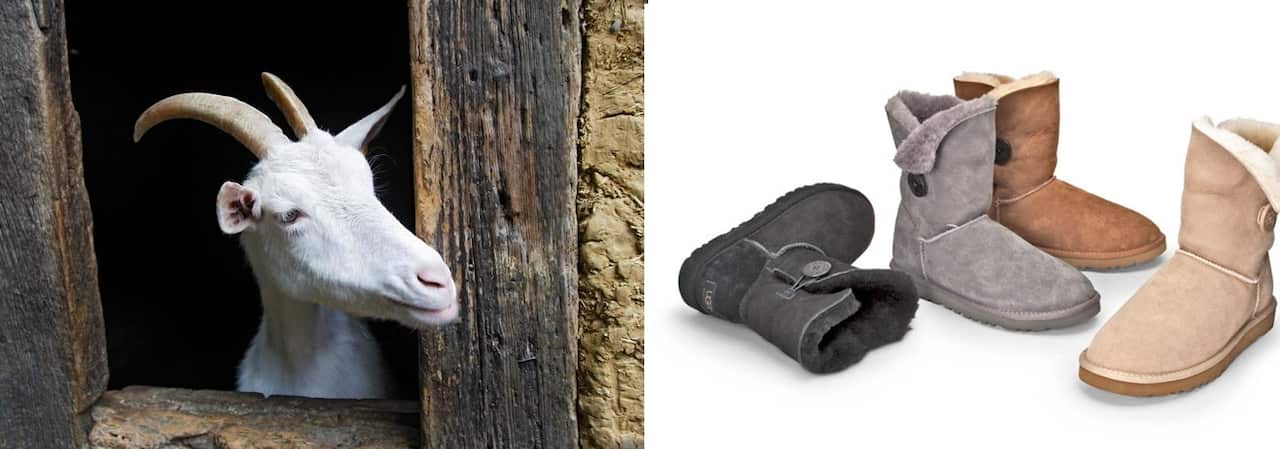 Dad's goat might find Dad's boot delicious.