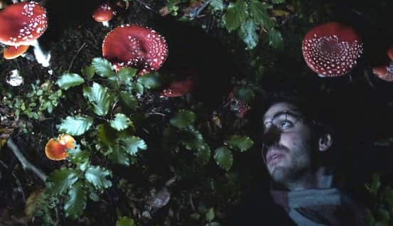 Hamilton's Pharmacopeia mushroom