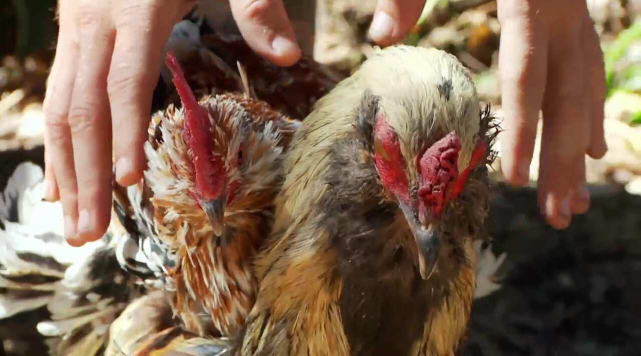 hen rooster king of the road