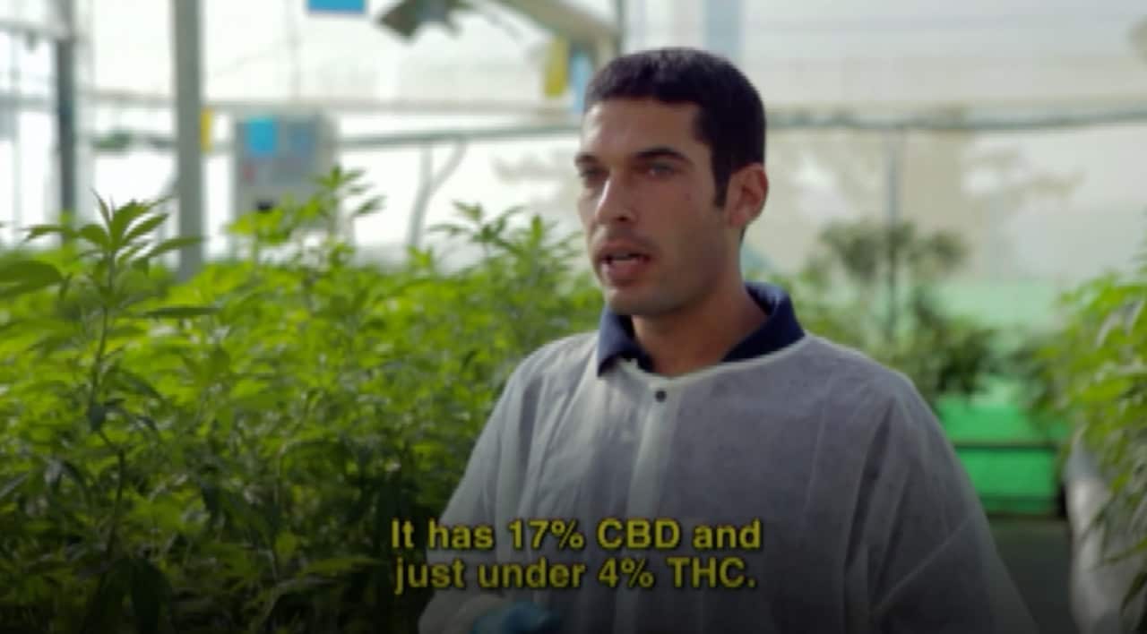 Roy Reshef cannabis farm