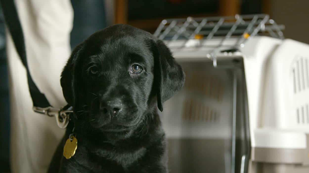 Potomac in Pick of the LItter