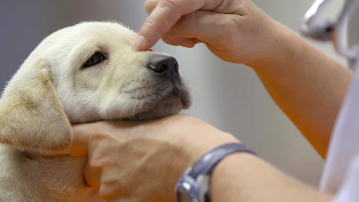 Pick of the LItter still