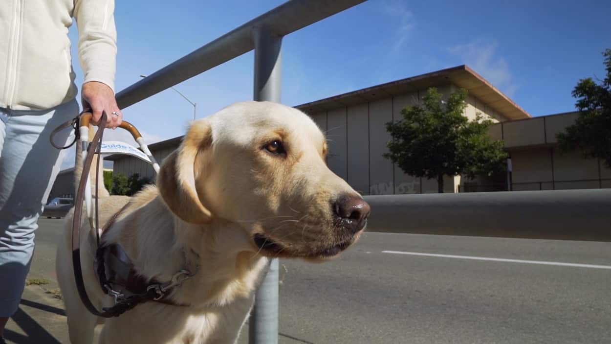 Pick of the LItter still