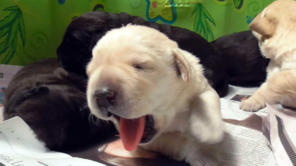 Pick of the Litter still