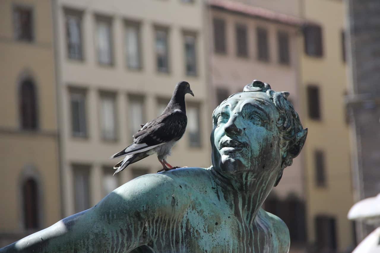 Pigeon statue