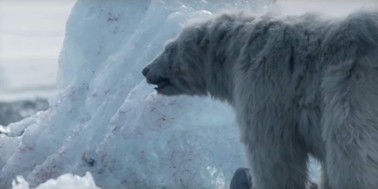 Fortitude, polar bear