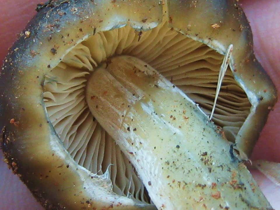 Psilocybin mushroom