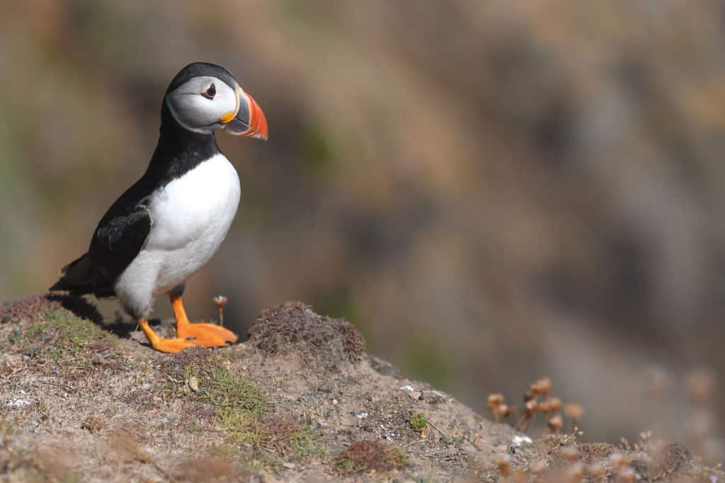 A Puffin