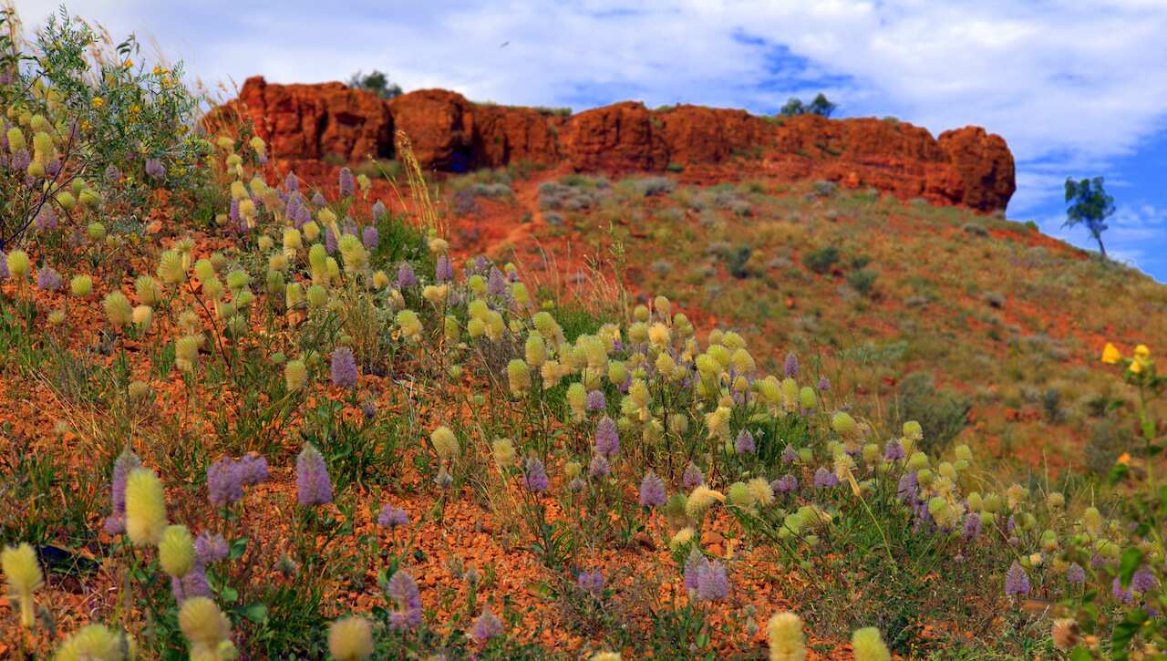 Ray Martin: Mysteries of the Outback, wildflowers