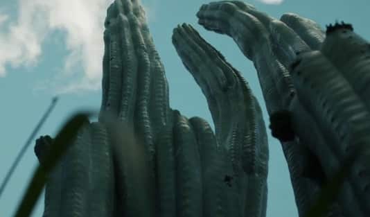 Hamilton's Pharmacopeia San Pedro cactus