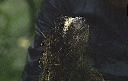 Sloth