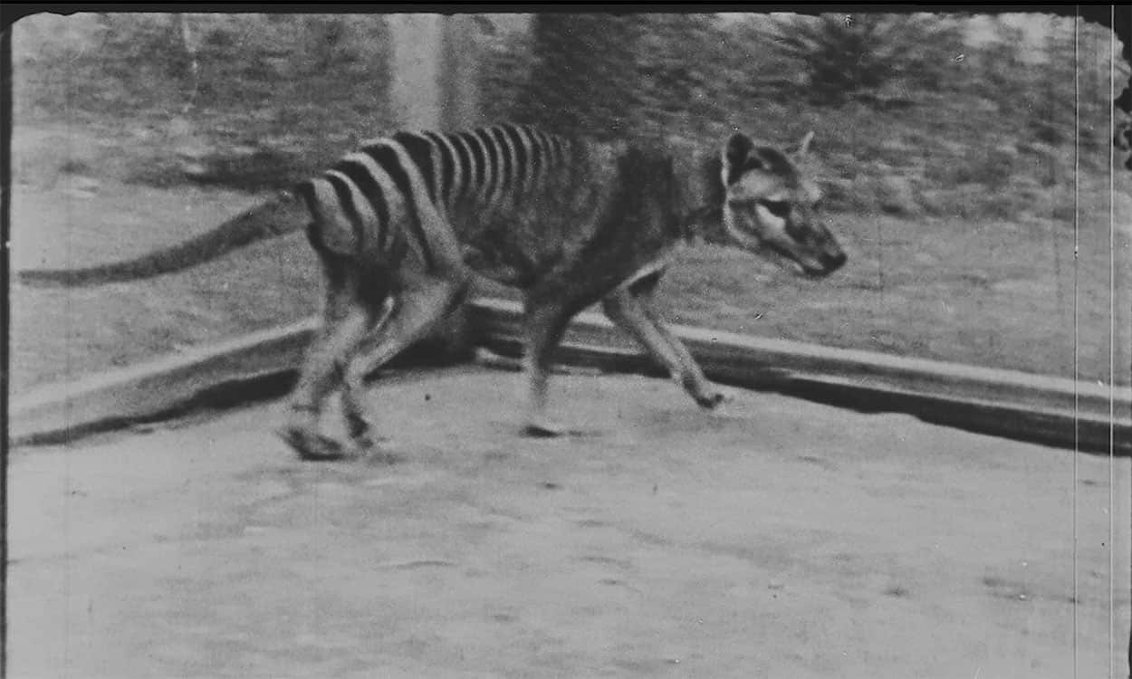 Searching for the Tassie Tiger