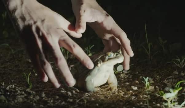 Hamilton's Pharmacopeia toad