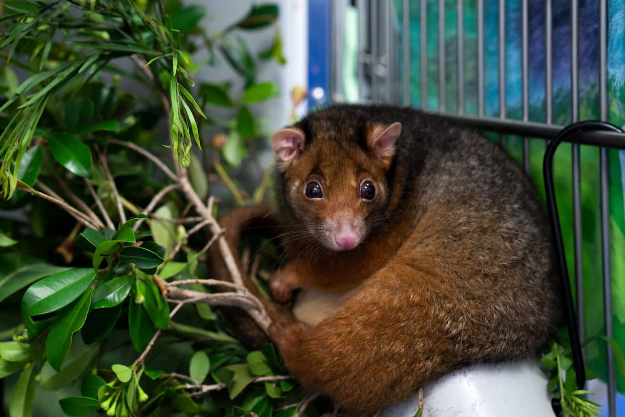 Wildlife ER, ringtail possum