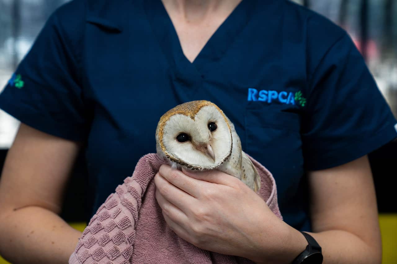 Wildlife ER, barn owl