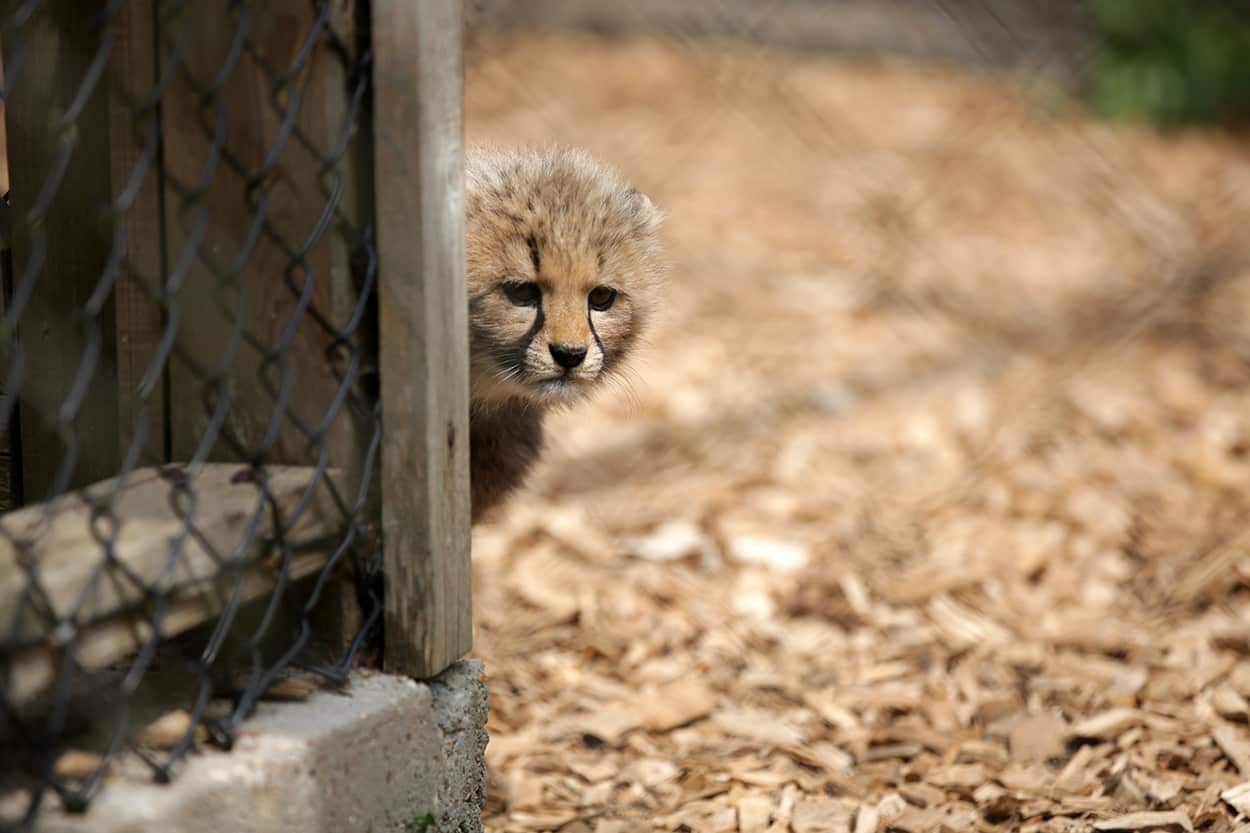 Cheetah cub in Zoo Mum
