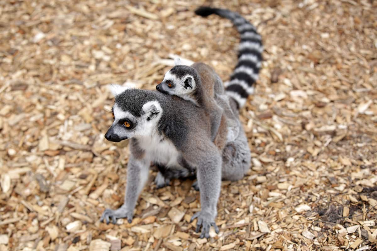 Lemurs in Zoo Mum