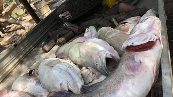 A pile of death fish that have been removed from the river at Merindee.
