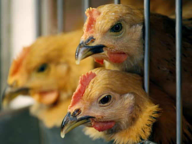 The heads of three chickens.