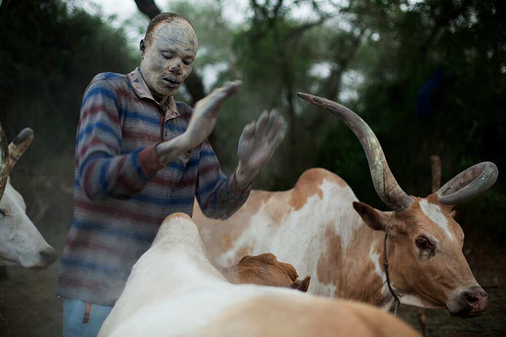 The tribal leader wipes ash on his cattle and on himself for protection against mosquitoes and other insects. (Matthew Abbott)