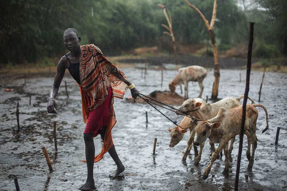 Clan members bring their cattle back into the camp when a storm hits. As goats and cattle are their livelihood, the tribe ensures animals are protected from the elements. (Matthew Abbott)