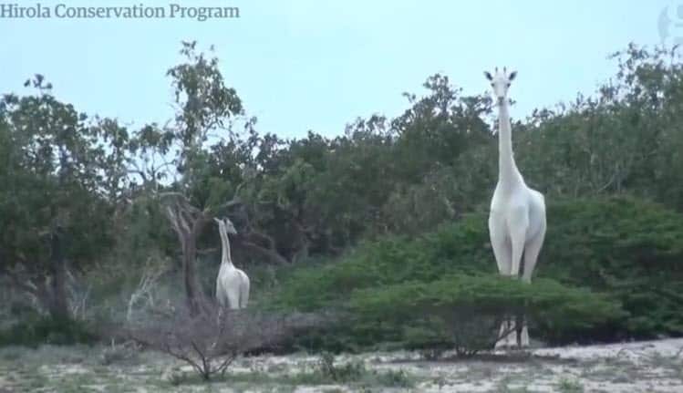 white giraffe