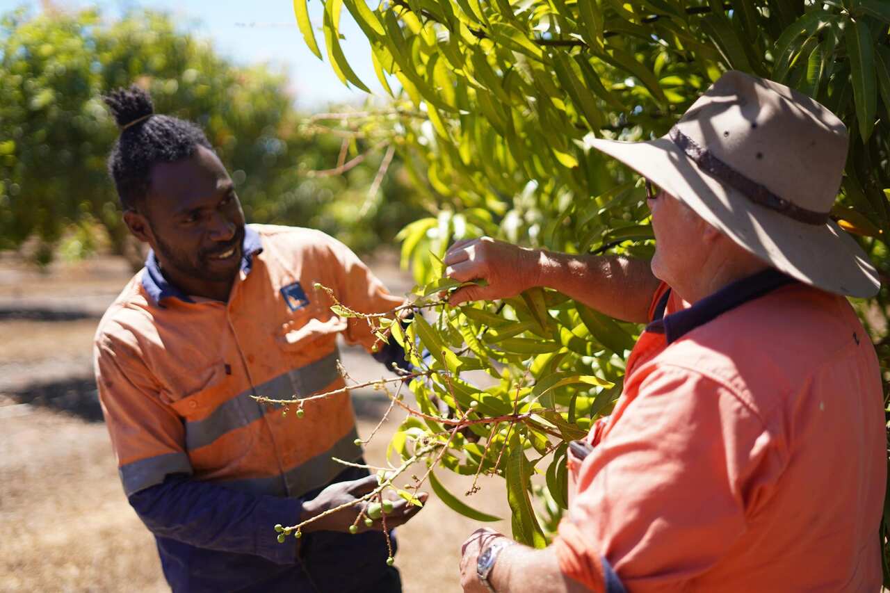 Mr Mariango says he'll take back what he's learnt on the farm to Tanna Island where he hails from.