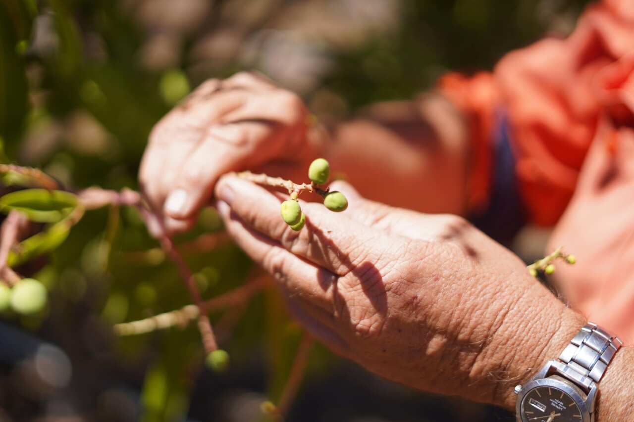 Mango picking season starts in October at Darwin Fruit Farms.