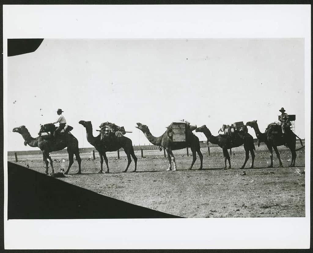 Camel team leaving Oodnadatta, South Australia in 1914.