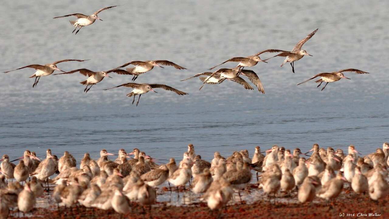 Bar-tailed Godwits at Toondah Harbour