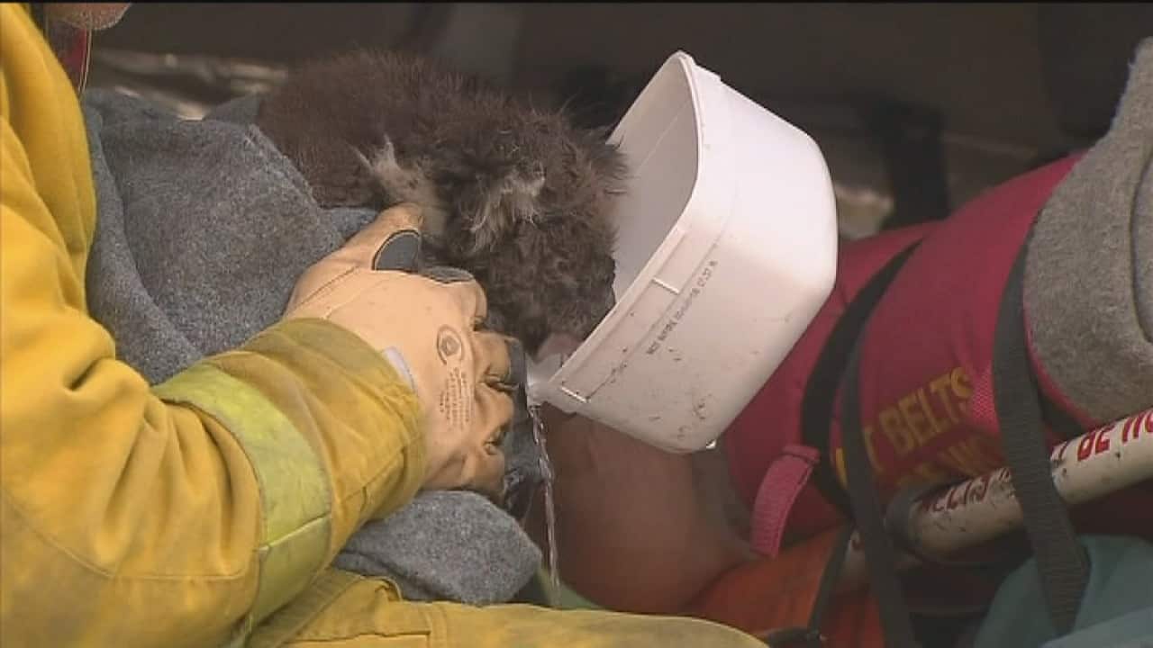 South Australia firemen rescue small koala from bushfires. (Screenshot: SBS)