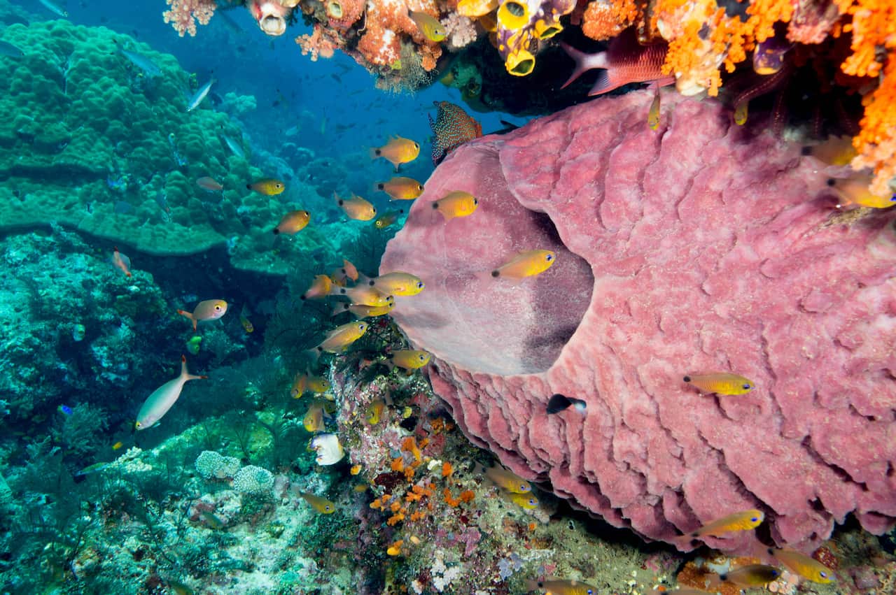 Coral and marine life at Raja Ampat, or Four Kings, in Indonesia.