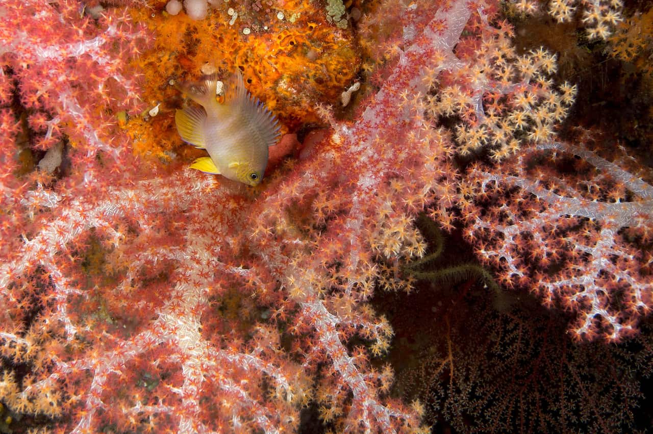 A fish swims through coral in Raja Ampat's waters.