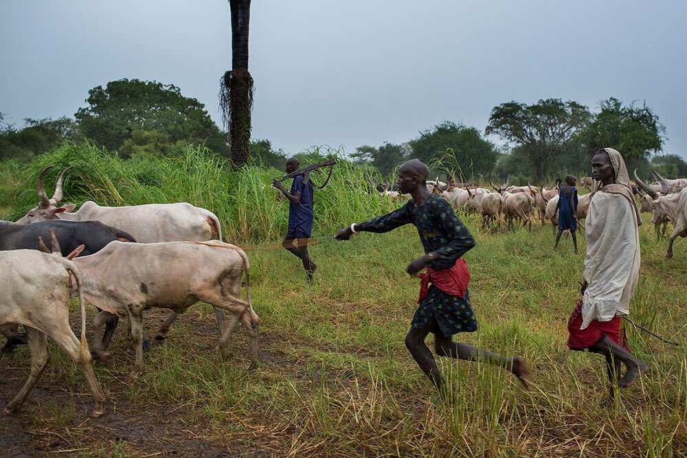Believing they are under attack, tribesmen send cattle and goats back to the camp so the animals aren't stolen. (Matthew Abbott)