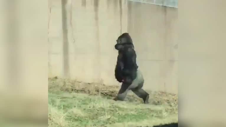 Louis the male gorilla is 18-years old, 500 pounds and six-foot tall.