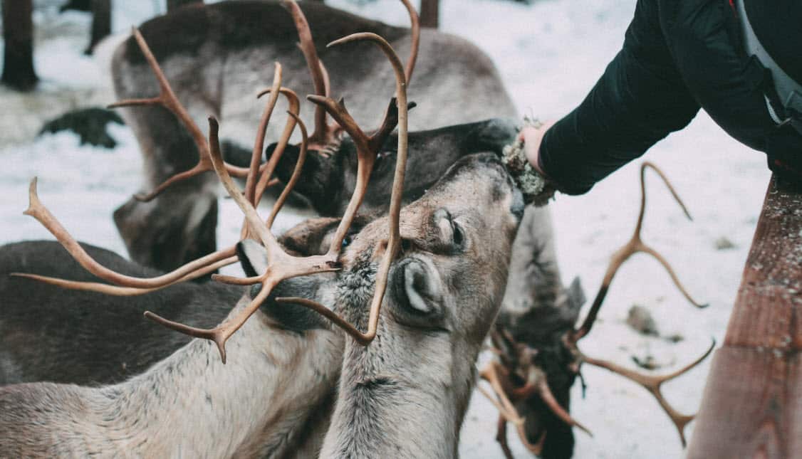 Reindeer eating lichen