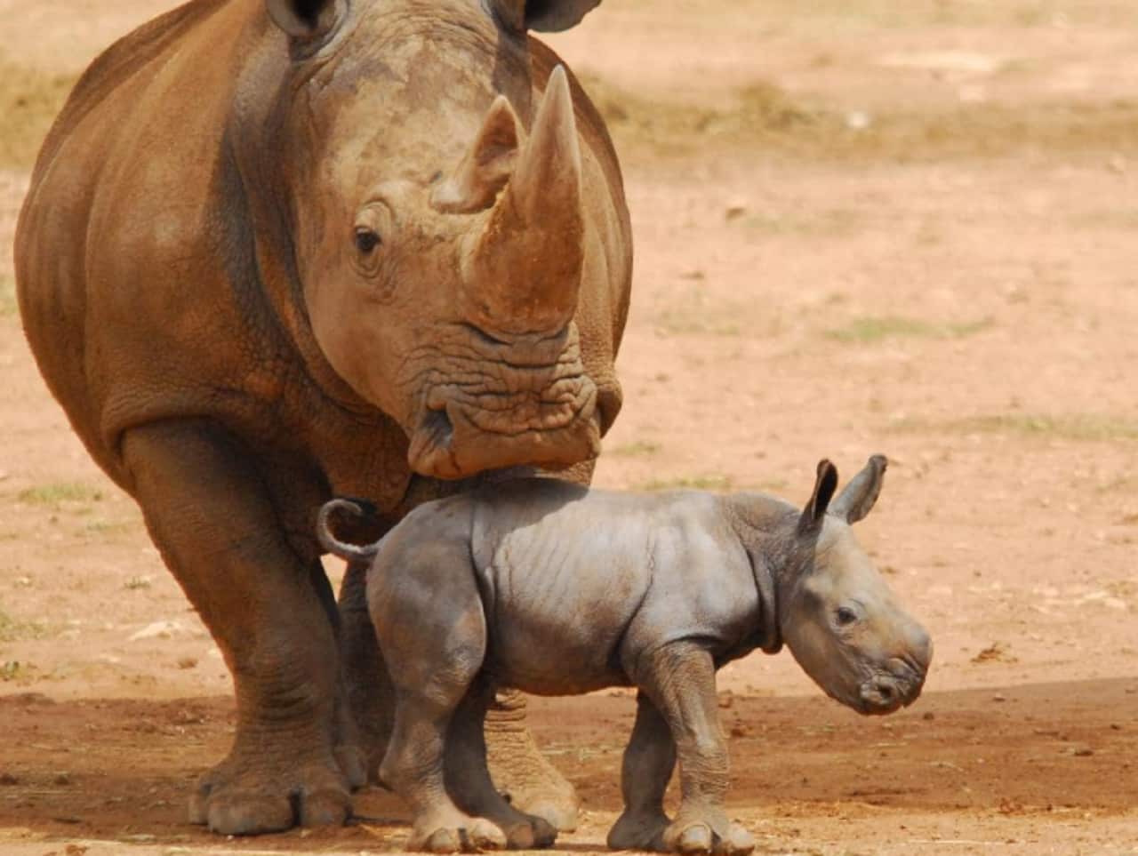 Umqali with newborn, Imani.