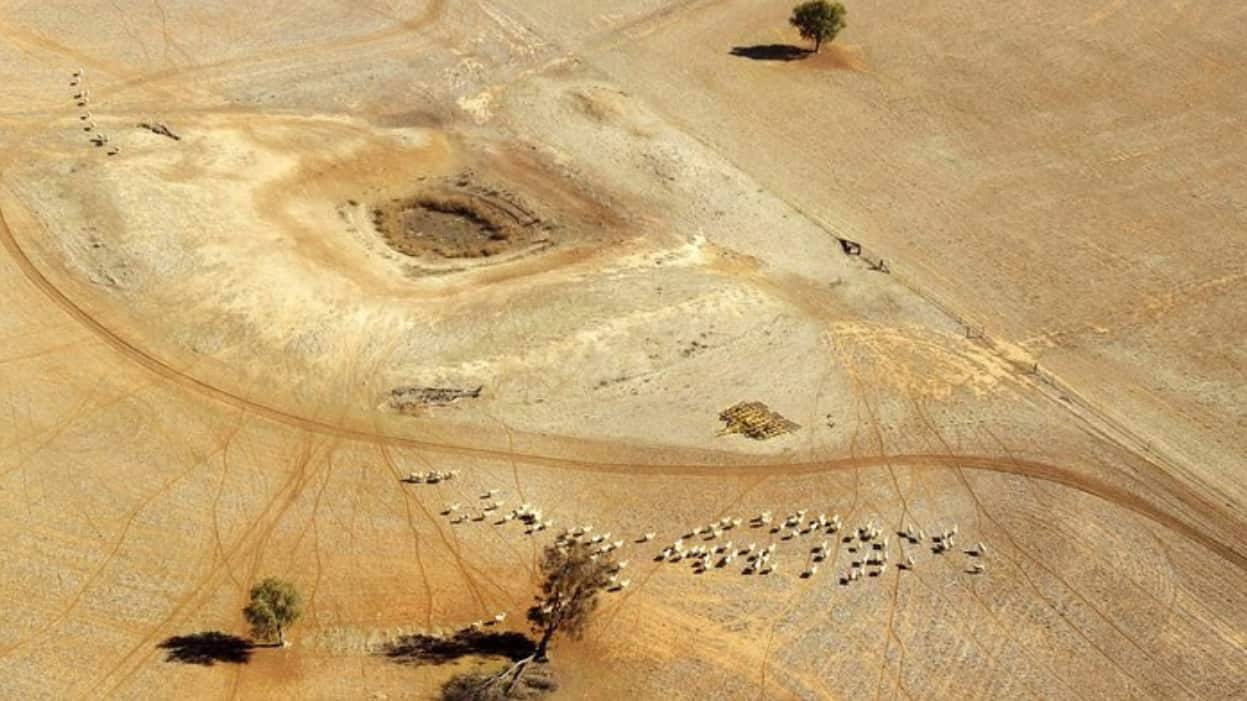 Sheep wander parched land near a dry reservoir on a Condobolin property, 460 kilometers northwest of Sydney.